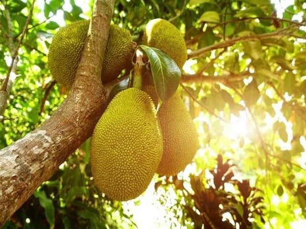 Nằm mơ thấy quả mít điềm báo hên hay xui sắp tới?