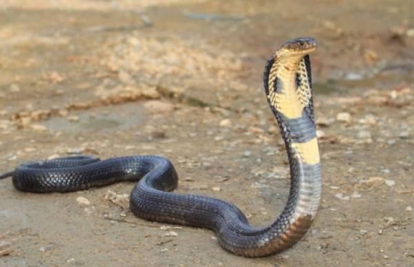 mơ thấy rắn hổ mang