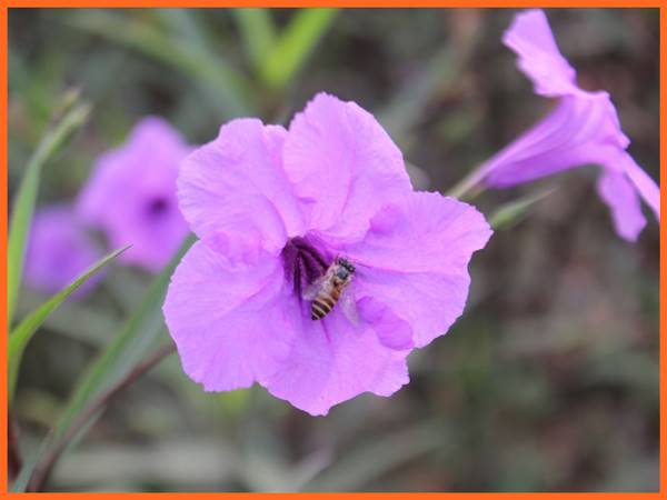 Hoa màu tím số mấy? Mơ thấy hoa màu tím đánh con gì hôm sau 1 Hoa màu tím số mấy? Mơ thấy hoa màu tím đánh con gì hôm sau 1