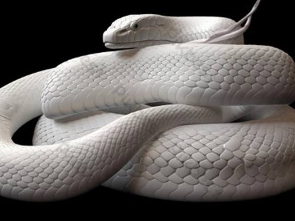 Giải mã giấc mơ thấy rắn trắng báo hiệu điều gì 2 Giải mã giấc mơ thấy rắn trắng báo hiệu điều gì 2