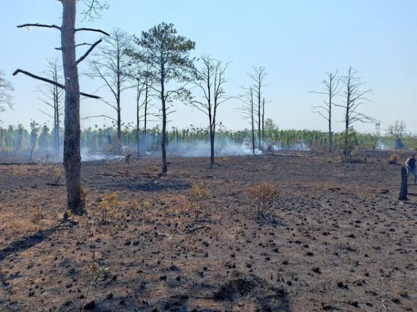 Nhìn thấy chặt cây Nhìn thấy chặt cây