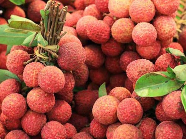 Nhìn thấy quả vải ẩn ý sự phong phú thịnh vượng? Nhìn thấy quả vải ẩn ý sự phong phú thịnh vượng?