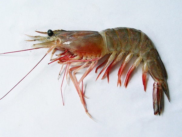 Bí ẩn giấc mơ thấy tôm là gì? Đánh số mấy?