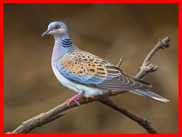 Mơ thấy chim cu gáy đánh con gì? Điềm báo ý nghĩa giấc mộng