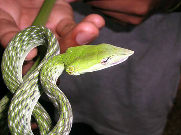 Nằm mơ thấy rắn xanh đánh con gì may mắn dễ trúng