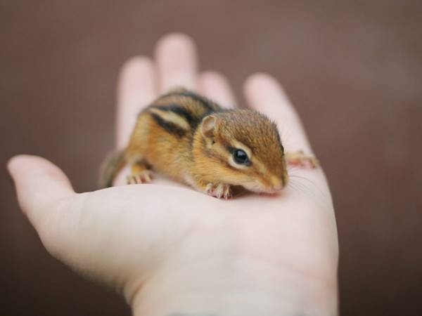 Mơ thấy con sóc đánh con số mấy nên chọn con gì dễ trúng